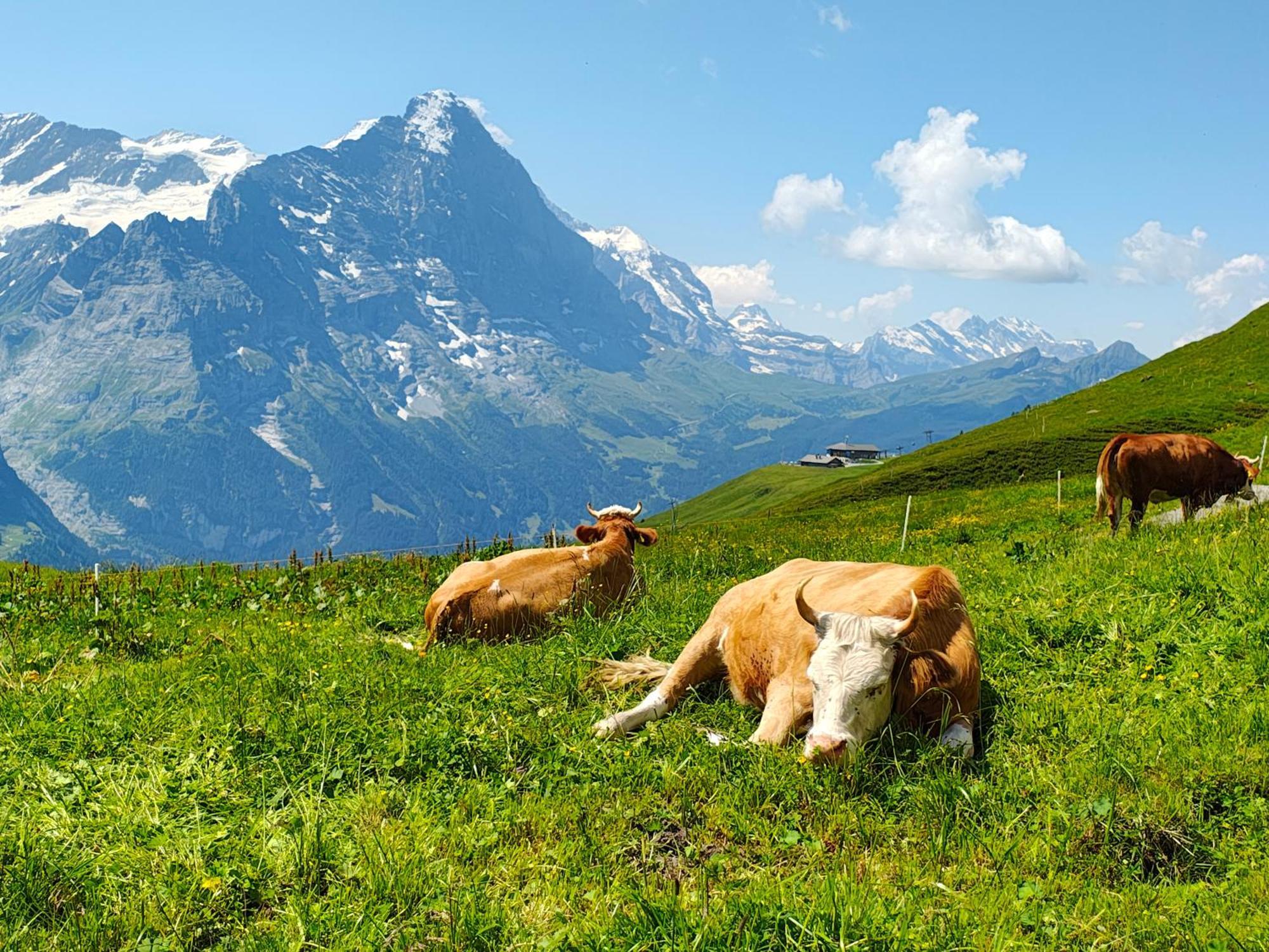 Chalet Schwendiboden Grindelwald Luaran gambar